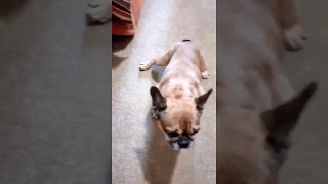 Французский бульдог Марсель. Команду КУВЫРОК понимает без слов. смотреть онлайн