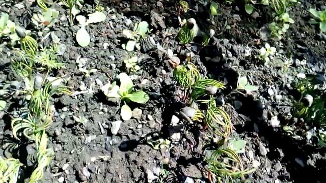 ПОСАДКА КЕДРА СИБИРСКОГО ОСЕНЬЮ смотреть онлайн