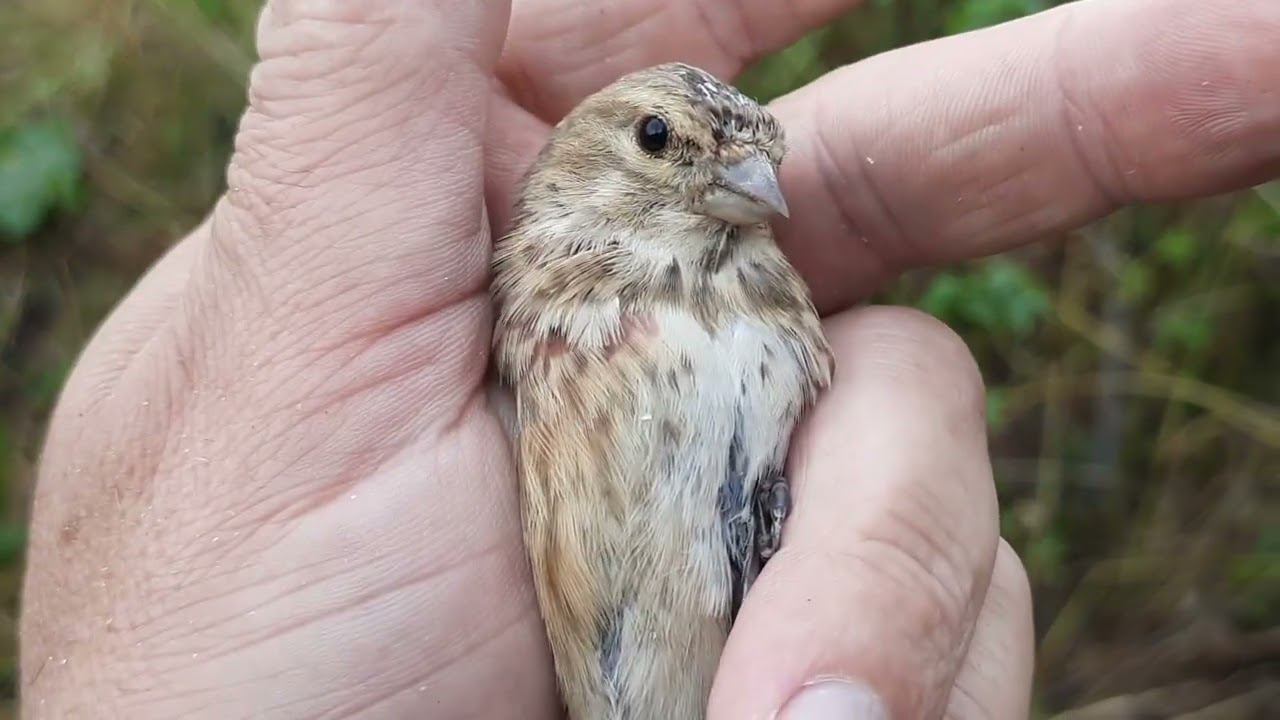 Ловля певчих птиц 2 сентября 2022 год. смотреть онлайн