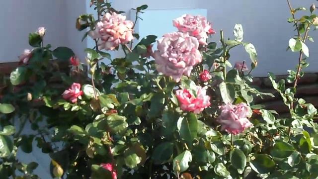 0617 храм св. Георгия Победоносца, Арабатская стрелка смотреть онлайн