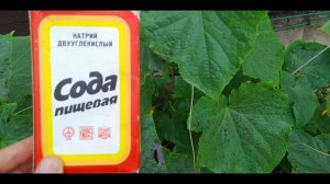 Ни в коем случае НЕ ИСПОЛЬЗУЙТЕ СОДУ на ОГУРЦАХ! «СОДА НЕ СПАСЁТ САД И ОГОРОД ОТ ТЛИ»