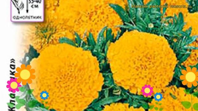 Бархатцы прямостоячие Каландо Голд. Краткий обзор, описание характеристик Tagetes Erecta
