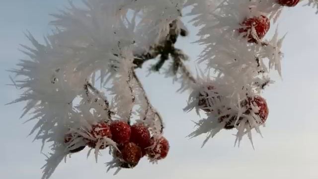 Laima Žemaitytė - Raudoni šermukšniai смотреть онлайн