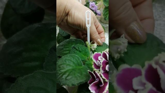 @Вітусині фіалочки. Цвітіння нових сортів. Я в захваті! смотреть онлайн