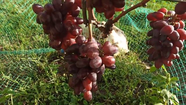 Виноград Алвика.2021год. смотреть онлайн