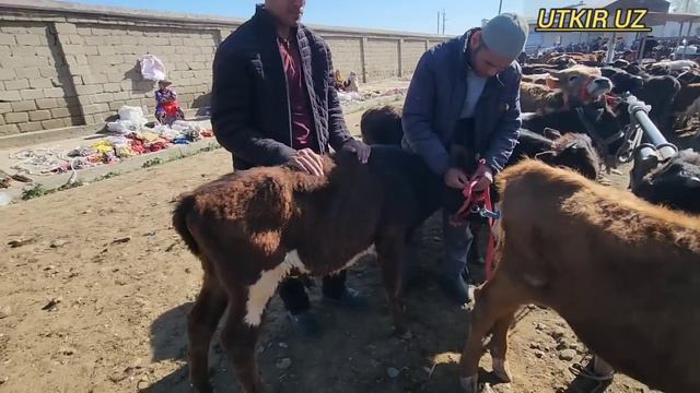 SAMARQAND PASTDARGOM JUMA MOL BOZORI