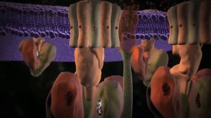 Молекулярные машины - АТФ синтаза: Энергетическая установка клетки. Русский голосовой автоперевод.