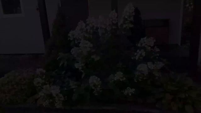 ОБРЕЗКА метельчатой ГОРТЕНЗИИ. РЕЗУЛЬТАТ и ОТВЕТЫ на ВОПРОСЫ.