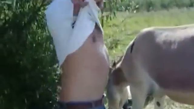 Как осел делает..... смотреть онлайн