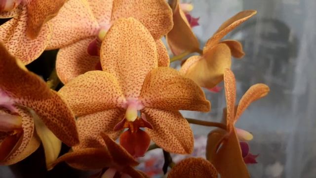 #орхидеи. Фаленопсис Sarset uove. Роскошное фонтанное цветение. смотреть онлайн