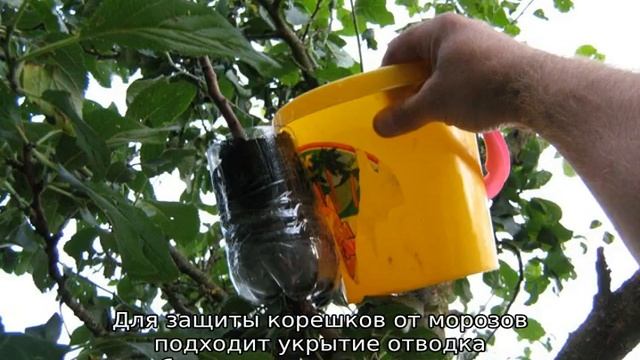 Размножение черенками: простые методы