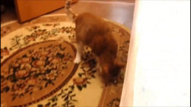 Кот Кузя крутит спиннер. Прикольный рыжий кот. смотреть онлайн