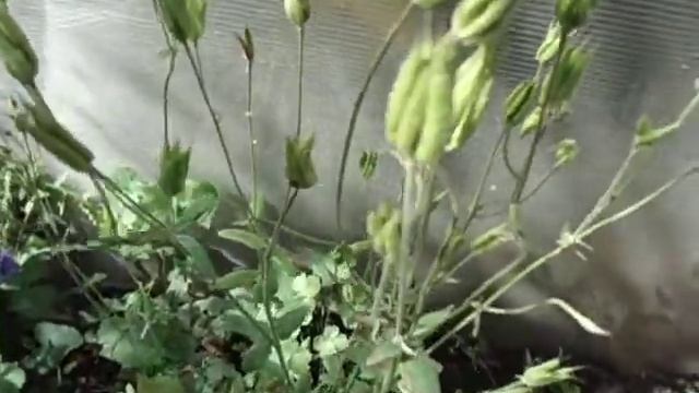 ПОРА СОБИРАТЬ СЕМЕНА АКВИЛЕГИИ. Ольга Чернова 4 июля смотреть онлайн