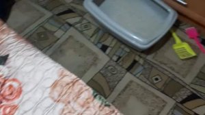 Как избавиться от блох за 1 минуту!