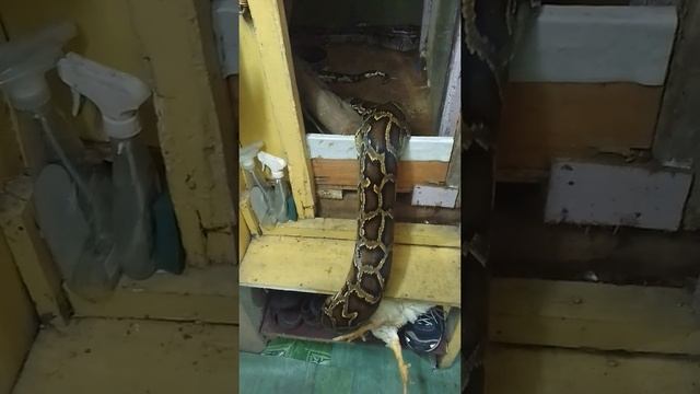 Feeding my burmese python with a 3.5 Kg chicken смотреть онлайн