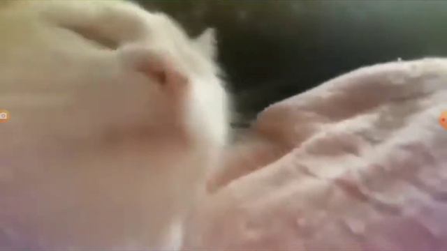 кот качает головой под песню DADADA