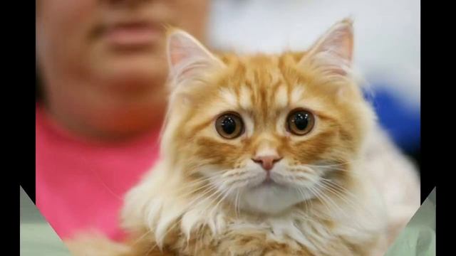 Как выглядят породы кошек(НАПОЛЕОН) смотреть онлайн