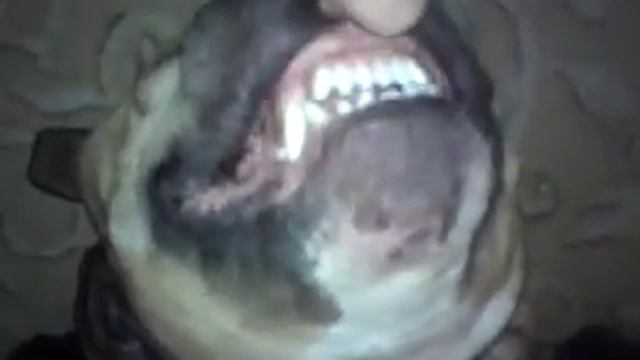 Милый Питбуль Денька смотреть онлайн