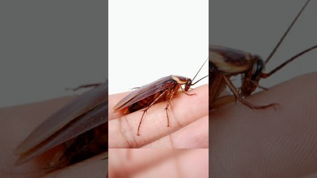 Универсальное народное #средство от тараканов. смотреть онлайн