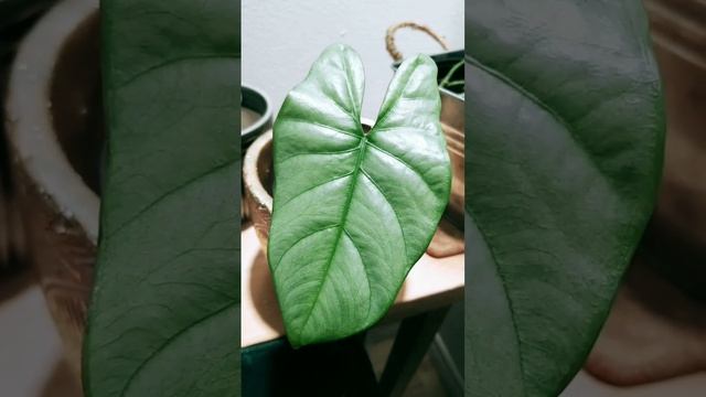 ALOCASIA CORAZON #alocasia #shortsyoutube #plants #houseplants #shorts смотреть онлайн