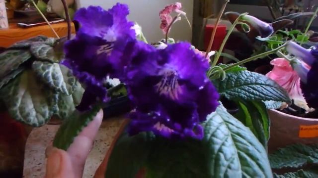 черный лебедь, карамель и другие.... смотреть онлайн