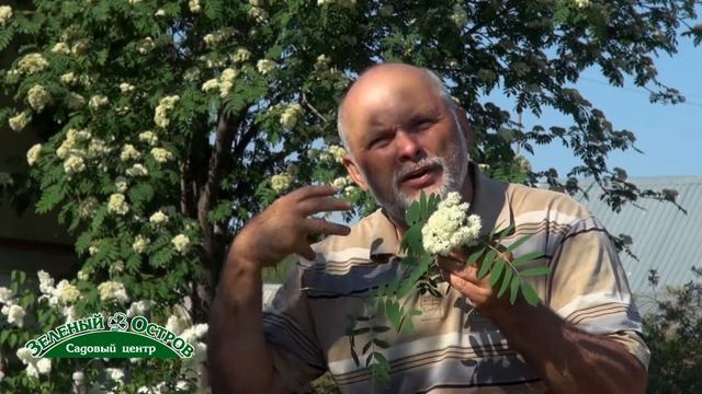 Рябина для хранения картофеля смотреть онлайн