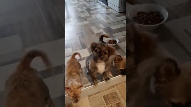 недорого, только Крым, продажа чихуахуа, мальчишечки СимферопольКрым Кастропуло мини собачки смотреть онлайн