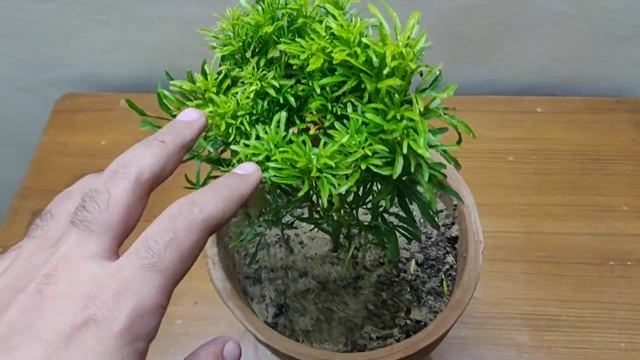Aralia Plant Care (Hindi) - How To Grow and Care Aralia Plant in Pots / Golden Aralia смотреть онлайн