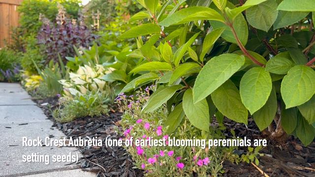 Garden Tour (relaxing, no voice with plant names) - June 11, 2022 смотреть онлайн