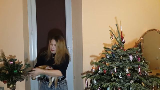 ЧП в канун Нового года! Что делать, чтобы елочка (пихта, сосенка) не засохли и долго не осыпались? смотреть онлайн