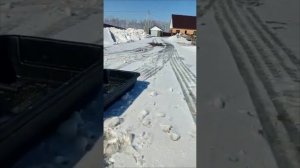 Мотобуксировщик переделанный с автоматического сцепления на вариатор сафари! Отзыв клиета!