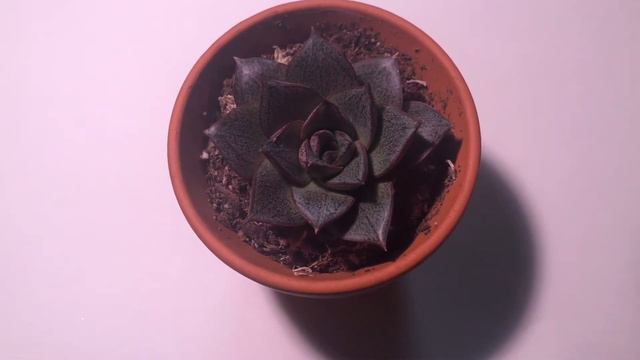 Echeveria purpusorum смотреть онлайн