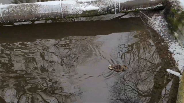 Удивительное начало зимы 2024 в Калининграде смотреть онлайн