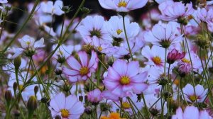 Футажи.Цветы.