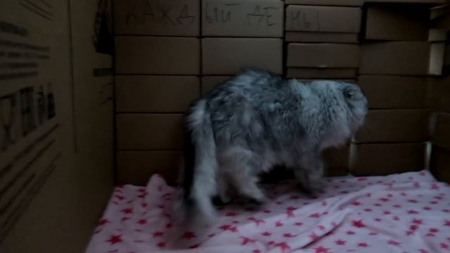 24 ЧАСА В ДОМЕ ИЗ КАРТОННЫХ КИРПИЧЕЙ С ЖИВОТНЫМИ | ЧАСТЬ 2