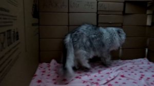 24 ЧАСА В ДОМЕ ИЗ КАРТОННЫХ КИРПИЧЕЙ С ЖИВОТНЫМИ | ЧАСТЬ 2