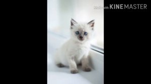 Кис Кис я по жизни оптимист