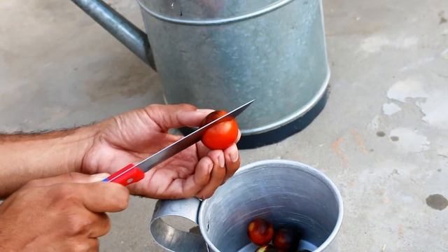Indigo rose tomatoes, My review смотреть онлайн