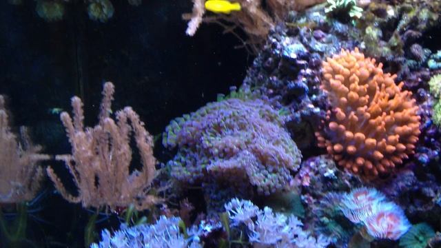 sera marin biotop cube 130 смотреть онлайн