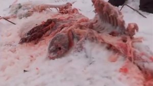 Волки замертво загрызли Алабая. И ещё 4 собак. Шокирующие видео.