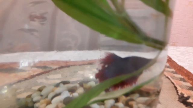 Обзор товаров с Wildberries смотреть онлайн