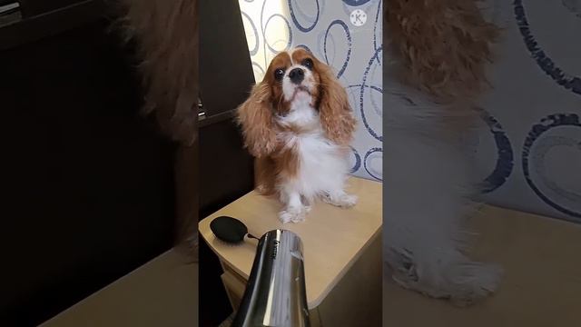 Сушимся феном без проблем! Кавалер Кинг Чарльз Спаниель, Сноу Викинг Галатея. смотреть онлайн