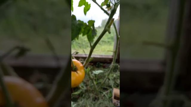 Томат серии ГНОМ КАЙТИДИД. смотреть онлайн