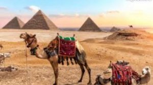 Толкование снов в исламе. Что означает если, во сне видеть ВЕРБЛЮДА?