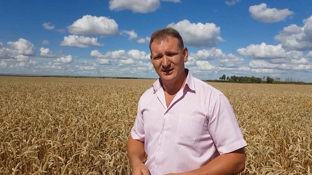Андрей Милюткин на озимой пшенице Скипетр смотреть онлайн
