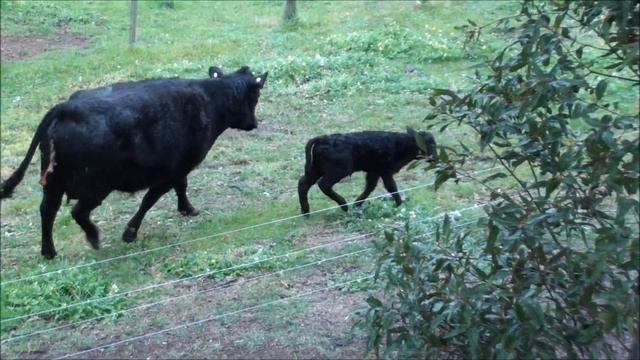Calf, only a few hours old meets electric fence смотреть онлайн