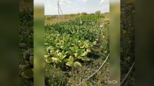 Когда высевать махорку на рассаду?