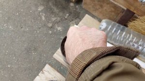 Посев Гинкго билоба