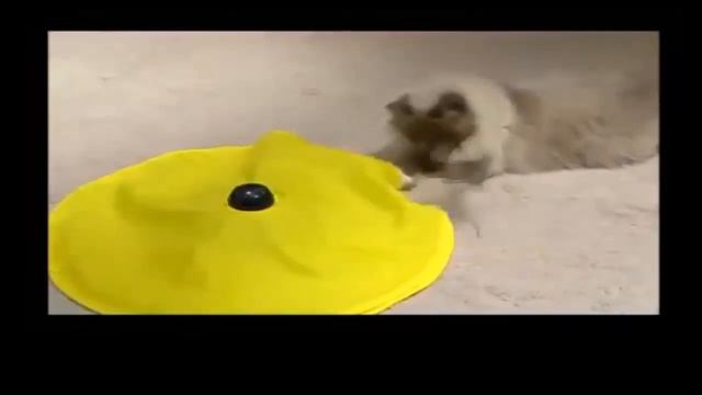 Cats Meow Toy | As Seen on TV Cats Meow Toy your Cats will love it смотреть онлайн