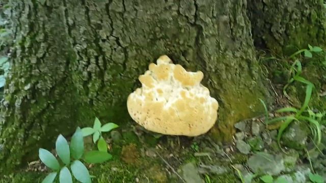 Brain on Drugs!?or Mushroom Fungus смотреть онлайн